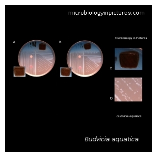 budvicia aquatica